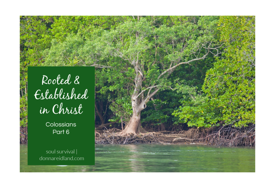 Beautiful, healthy tree on the side of a riverbank with text that reads, Colossians Part 6 | Rooted & Established in Christ