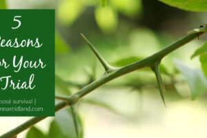 Green thorn bush with text that reads, 5 Reasons for Your Trial