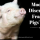 “Modesty, Discretion, Fraud & Pigs’ Noses” March 11