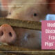 “Modesty, Discretion, Fraud & Pigs’ Noses” March 11