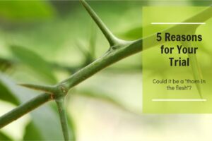 Green thorn bush with text that reads, 5 Reasons for Your Trial