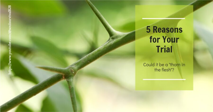 Green thorn bush with text that reads, 5 Reasons for Your Trial