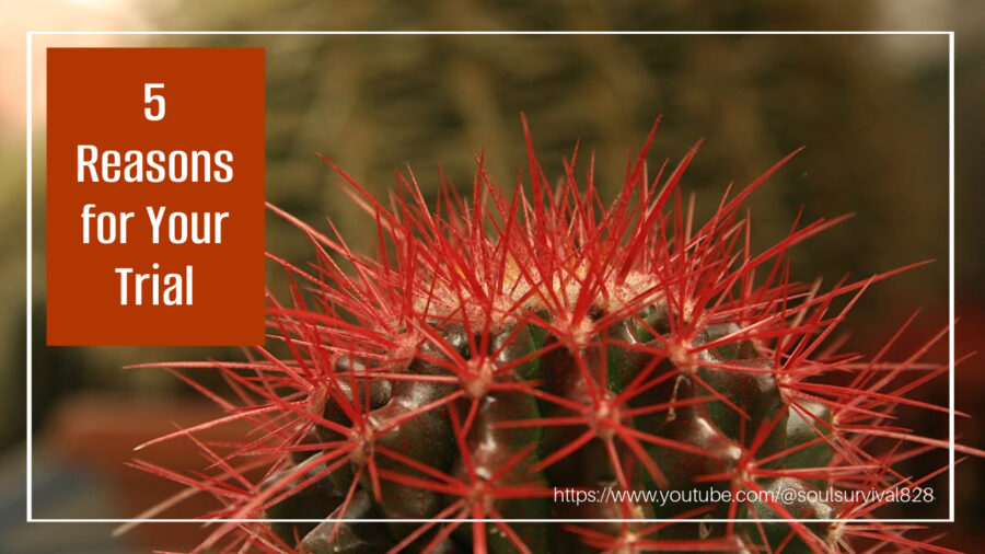 Cactus with sharp thorns and text that reads, 5 Reasons for Your Trial
